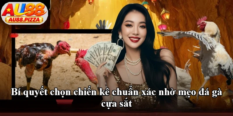 Bí quyết chọn chiến kê chuẩn xác nhờ mẹo đá gà cựa sắt Bí quyết chọn chiến kê chuẩn xác nhờ mẹo đá gà cựa sắt