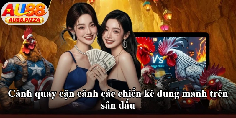 Cảnh quay cận cảnh các chiến kê dũng mãnh trên sân đấu Cảnh quay cận cảnh các chiến kê dũng mãnh trên sân đấu